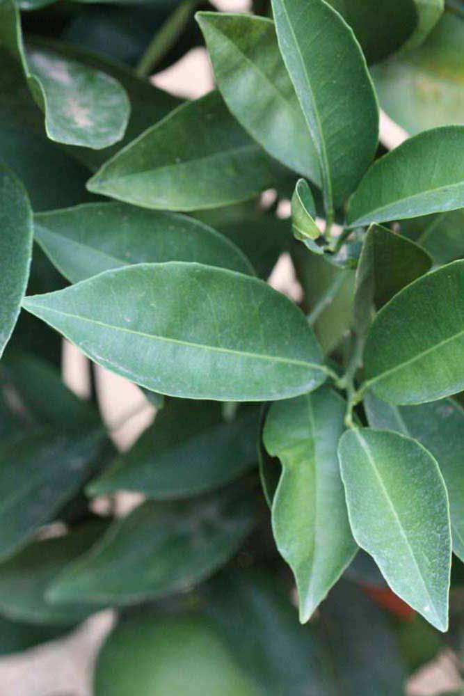              Shade leaves (Riverside, CA)       